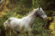 Grey horse Appaloosa standing in high green grass by the sunset 