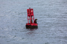 Sea Lion Sitting On A Red Navigational Buoy In Alaska Just Outside Of Hoonah, Icy Strait Point 