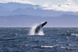 Humpback whale breaching off the coast of Victoria British Columbia, Canada. Beautiful mountains in the background  (near the San Juan Islands in the Pacific Northwest) 