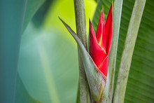 Beautiful Plant In Costa Rica With Red Flower Budding