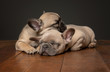 © Sherry Lemcke - 2 French Bulldogs Sleeping