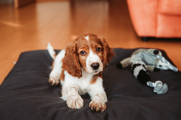 Cute looking welsh springer spaniel puppy