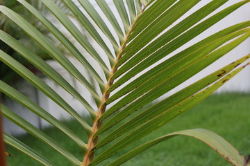 Palm Leaves