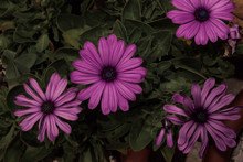  Magenta Daisies With Green Details