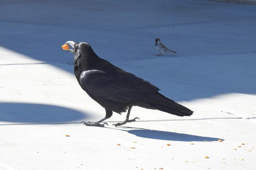 A hungry raven with a cheese puff in his mouth at a rest stop in Nevada.