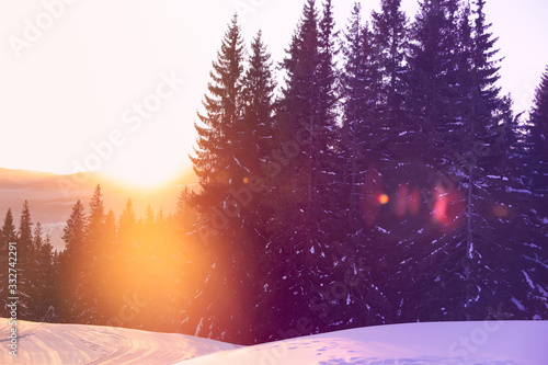Cuadros en Lienzo Picturesque view of snowy coniferous forest in winter