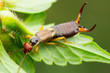 Close-up of an earwig crawling over a leaf and presenting its impressive forceps (Dermaptera)
