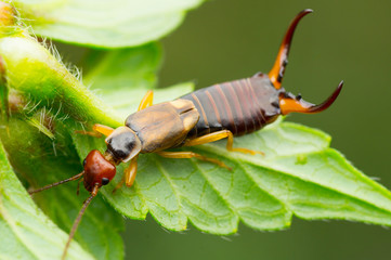 close-up of an earwig crawling over a leaf and presenting its impressive forceps (dermaptera)