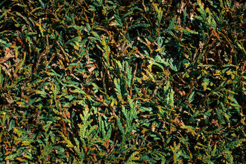 close up shot of a hedge with a lot of contrast, natural lighting and accurate lifelike colors