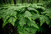 Dense Fern Thickets Close-up. Beautiful Nature Background With Many Ferns. Scenic Backdrop Of Rich Greenery Among Trees. Full Frame Of Chaotic Wild Ferns. Vivid Green Texture Of Lush Fern Leaves.