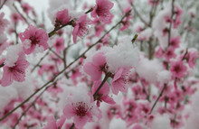 Pink Flowers Blooming Peach Tree At Spring With Snow