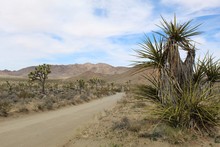 Travel Routes In The Southern Mojave Desert Section Of Joshua Tree National Park Are Surrounded By Native Plant Communities, Including Desert Queen Mine Road.