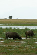 African buffaloes in swampy marshland in Kenya