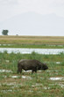 African buffaloes in swampy marshland in Kenya