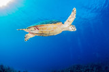 Fototapeta  - The underwater marine animals of Grand Cayman