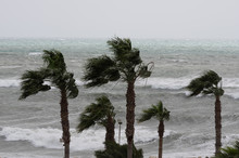 Palms,sea And Windy Weather