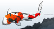 Japanese koi. Vector illustration. Compound paths with gradients for easy color change.