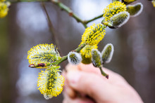 Closeup macro of salix caprea during march blooming. Branch held by man's hand. Shallow depth of field. Nature awakes in spring. Holly willow