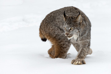 Wall Mural - canadian lynx (lynx canadensis) step and turn winter