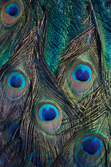 Wall Mural - vintage peacock feather background. abstract style background. vintage natural pattern. feather patt