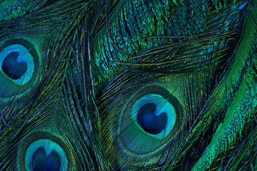 Wall Mural - vintage peacock feather background. abstract style background. vintage natural pattern. feather patt