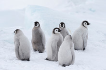 Emperor Penguins Chicks On Ice In Antarctica