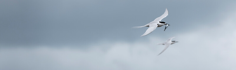 Flying terns of the white-fronted tern colony at Pancake rocks, with a fresh fished fish,  New Zealand.