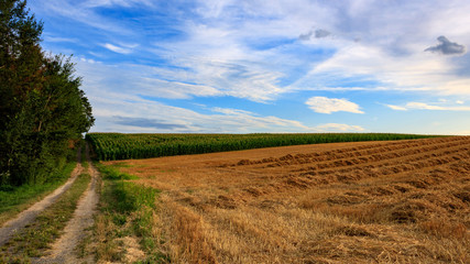 Wall Mural - Walking path in rural landscape with harvested wheat field and blue sky in Möckmühl, Germany