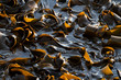 New Zealand kelp floating on the sea water at Shag Point, New Zealand.