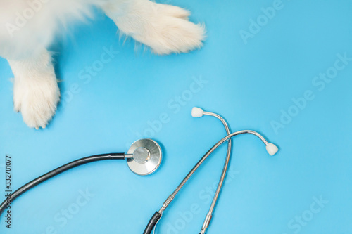 Obraz Dibond Puppy dog border collie paws and stethoscope isolated on blue background. Little dog on reception at veterinary doctor in vet clinic. Pet health care and animals concept