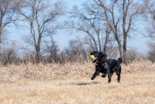 English Cocker Black Dog Playing Ball