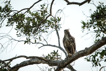 changeable hawk-eagle or crested hawk-eagle (nisaetus cirrhatus), bird of prey of the indian rain fo