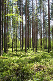 Fototapeta  - forest in spring