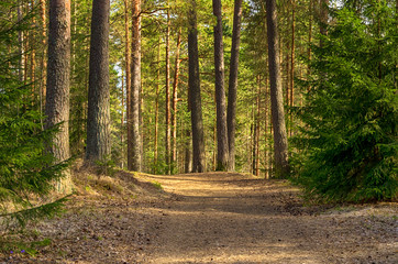 road in the forest