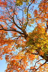 Canvas Print - Acer platanoides