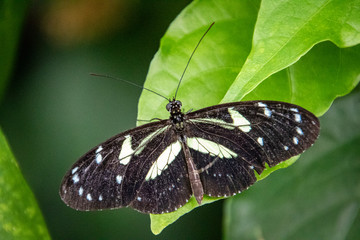 Wall Mural - butterfly on a flower