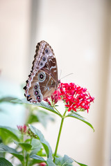 Canvas Print - butterfly on a flower