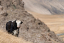 Portrait Of Yack And Yacks Grazing In Central-asian Alpine Autumn Winter Landscape In The Tian Shan Mountains