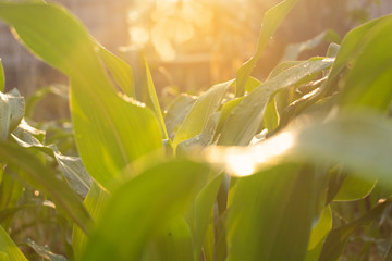 Wall Mural - Close up green leaves and sun light in the morning.abstract nature background, fresh wallpaper, ecology,nature,Photo fresh and Agriculture  concept idea.