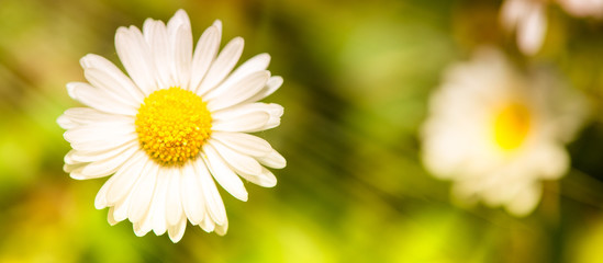 Sticker - Closeup of a daisy flowers garden