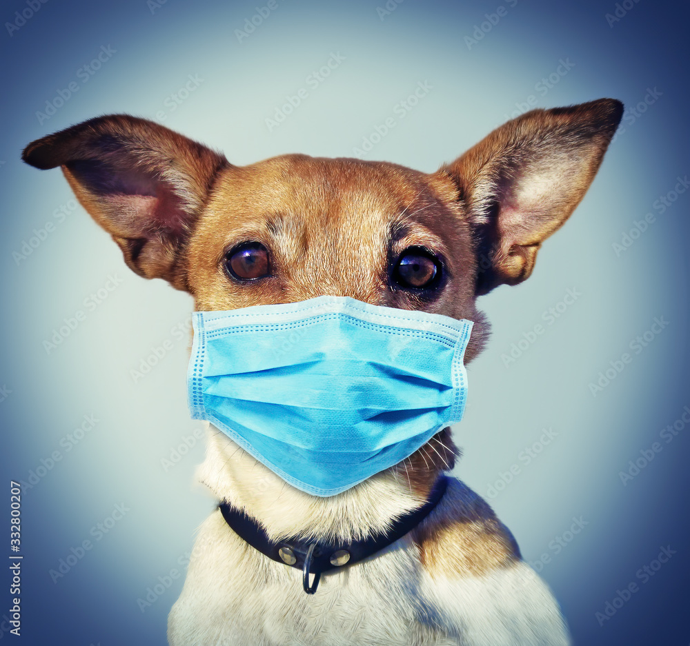 Jack Russel Dog with Face Mask - Coronavirus SARS-CoV-2 - obrazy, fototapety, plakaty 