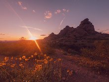 Beautiful Wild Spring Flower Blooming On The Edge Of Papago Park As The Sun Sets Over Phoenix,Arizona,USA.