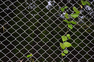 iron net, plant vine growing on it,