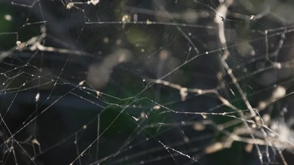 Spider web in the wind