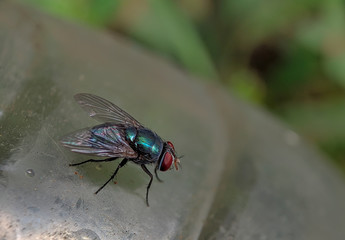 Oriental Latrine Fly - Green flies, close up details of flies