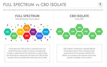 Full Spectrum Vs CBD Isolate Horizontal Business Infographic Illustration About Cannabis As Herbal Alternative Medicine And Chemical Therapy, Healthcare And Medical Vector.
