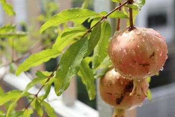 Pomegranate tree has two beautiful pink pomegranates on the apartment balcony. Its scientific name is Punica granatum.