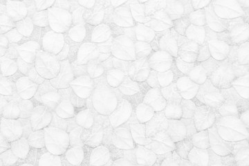 Wall Mural - white cement texture with leaf pattern white background wall.