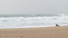 Seagull Walking Across Beach In Slow Motion As White Waves Break On The Shore Behind. Fog Over The Ocean In Spring.