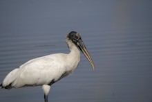 Shallow Focus Shot Of A Beautiful Wood Stork On The Lake With A Blurred Background